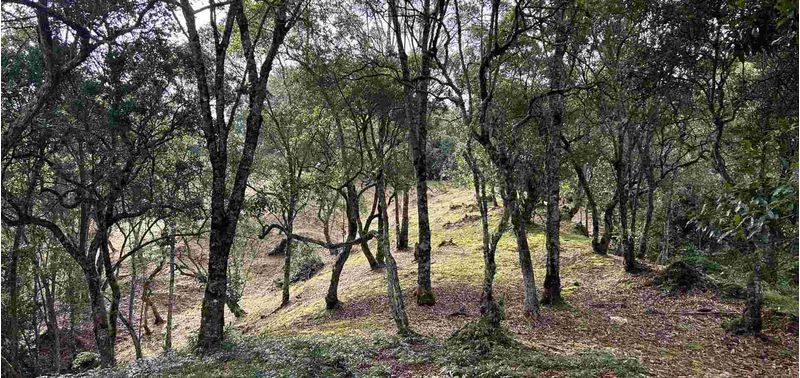 Lote en Venta en Medellín, Vereda Perico Santa Elena-14