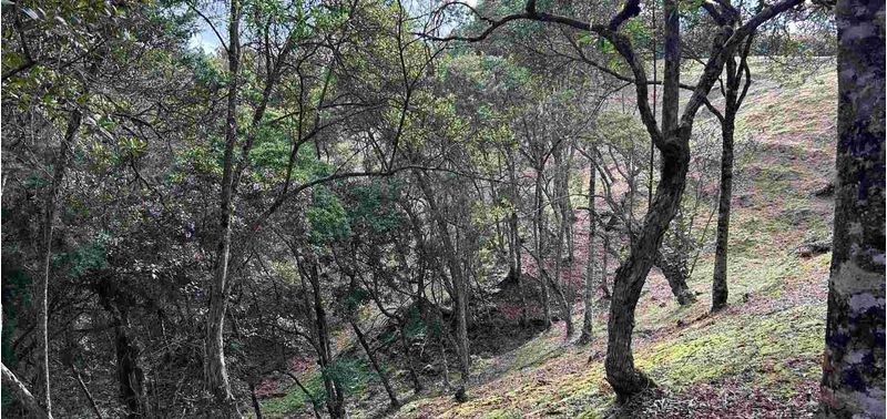 Lote en Venta en Medellín, Vereda Perico Santa Elena-25