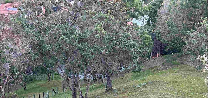 Lote en Venta en Envigado, Alto De Palmas-6