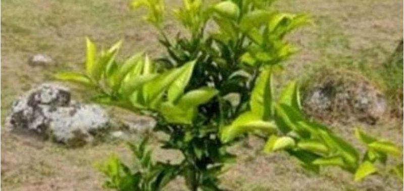 Lote en Venta en Fusagasugá, Fusagasugá