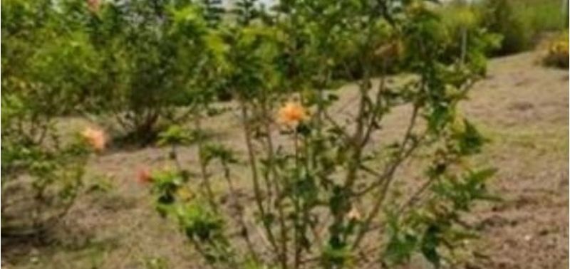 Lote en Venta en Fusagasugá, Fusagasugá-3