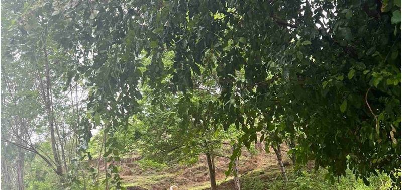 Lote en Venta en Santa Fé De Antioquia, Santa Fe Antioquia-1