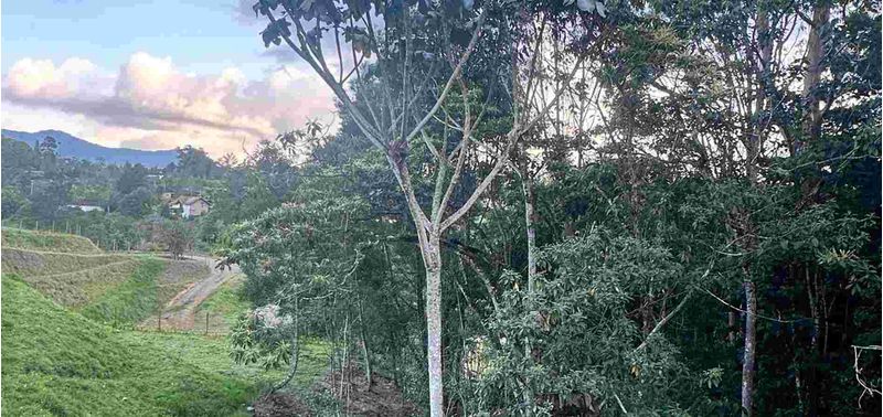Lote en Venta en El Carmen De Viboral, El Carmen de Viboral-4