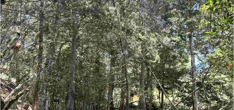 Lote en Venta en El Carmen De Viboral, El Carmen de Viboral-6
