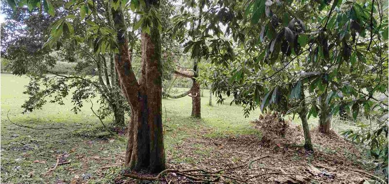 Lote en Venta en La Ceja, La Ceja-11