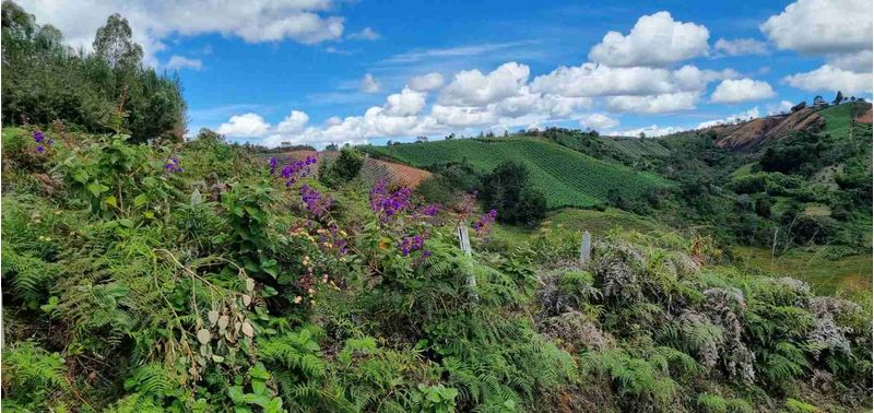 Lote en Venta en San Vicente Ferrer, San Vicente-23