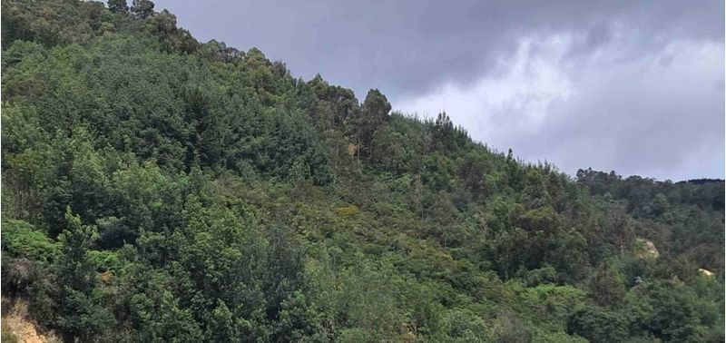 Apartamento en Venta en Bogotá, D.C., bosque de pinos-8