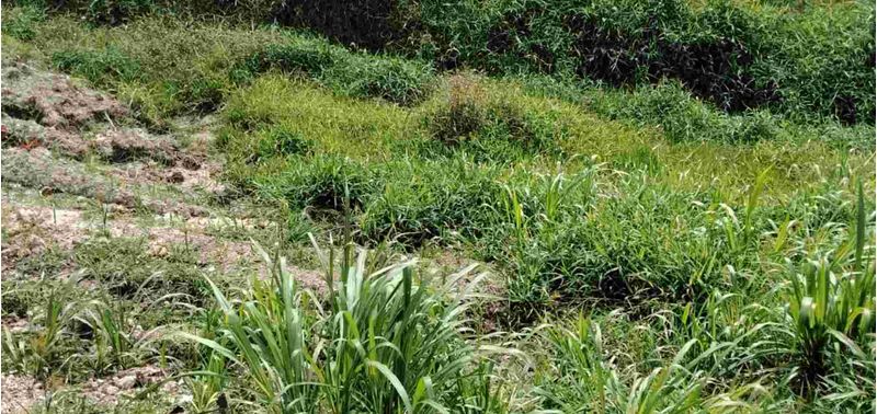 Lote en Venta en El Carmen De Viboral, El Carmen de Viboral-0